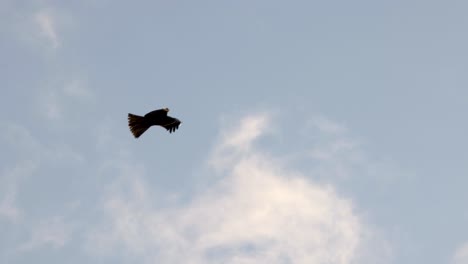 a hawk glides gracefully through the sky