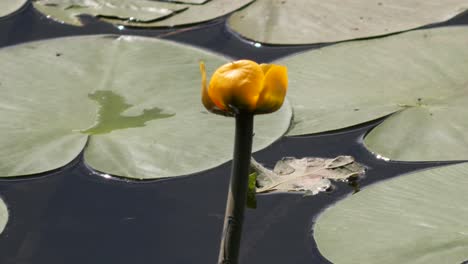 hermoso lirio de agua amarillo con grandes hojas verdes en la parte antigua del río rin, de cerca