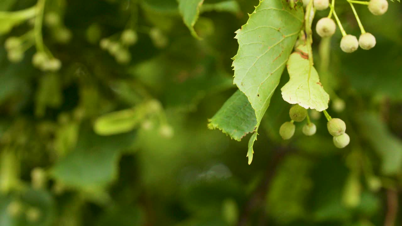 Detailed close-up of Tilia cordata branches, green leaves, and seeds, with gentle camera movement