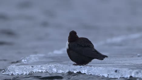 White-Throated-Dipper-Grooms-feathers-after-icy-dive,-Handheld-Slow-motion