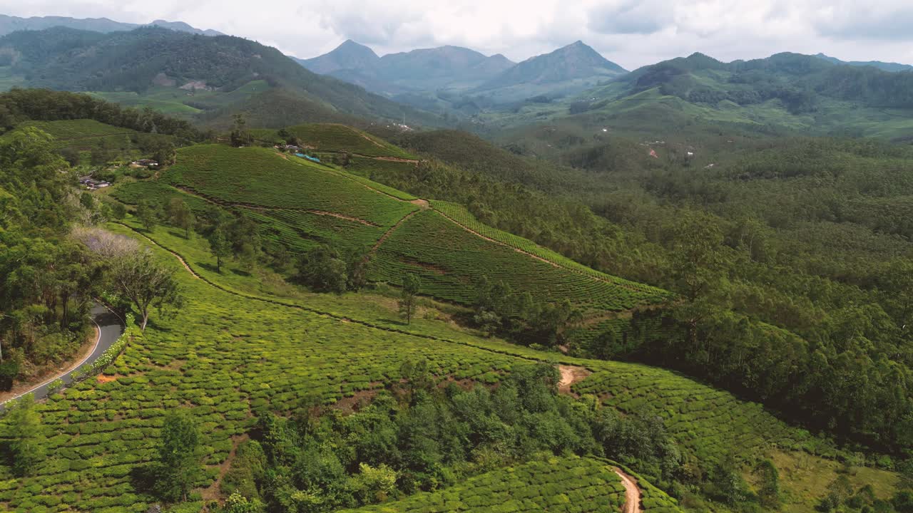 Munnar tea plantations - Kerala, India