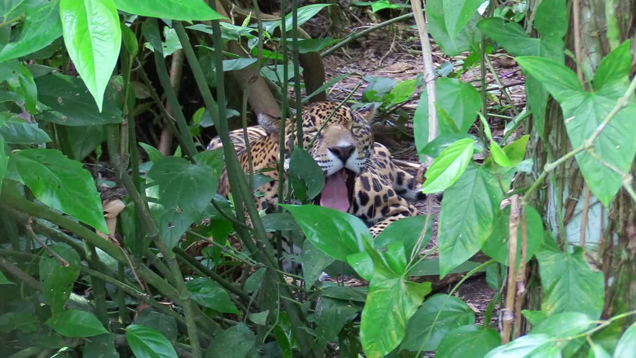 아름다운 재규어가 정글 바닥에 놓여 있다