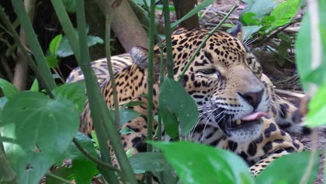 a beautiful jaguar lies on the jungle floor