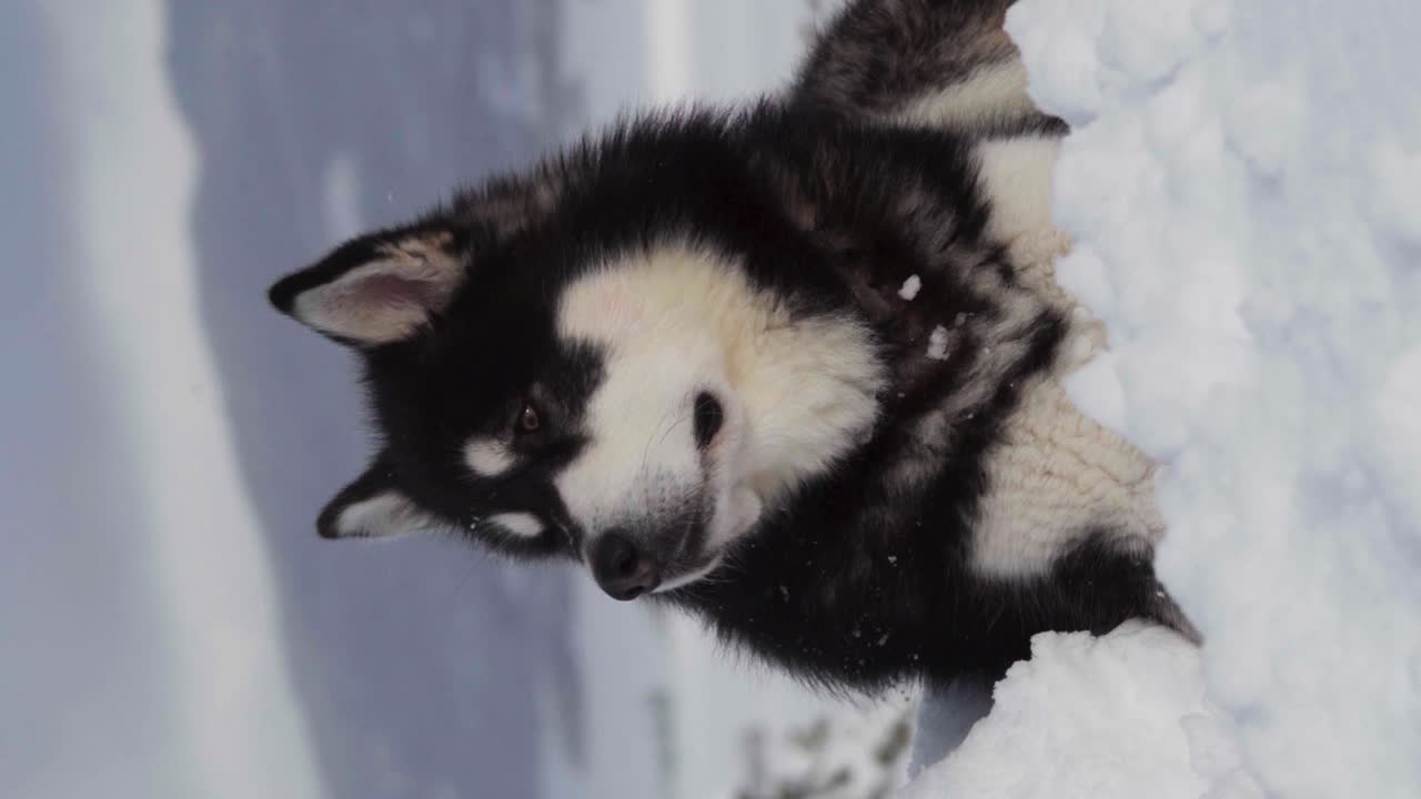 tiro vertical del perro malamute de alaska acostado en la nieve - cerrar