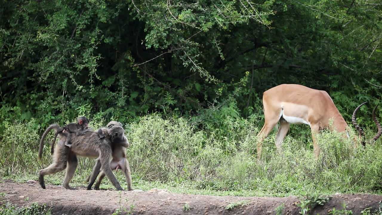 Baboon Family and Impala in African Savanna
