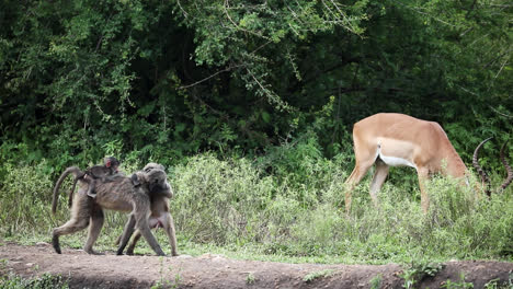 baboon family and impala in african savanna