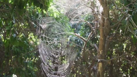 Toma-Panorámica-De-Una-Llamarada-Solar-De-Una-Araña-Tejedora-Sentada-En-Medio-De-Su-Telaraña-Esperando-Su-Próxima-Comida