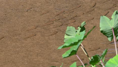 Breite-Grüne-Blätter-Am-Bach,-Während-Ein-Fischschwarm-Eine-Formation-Bildet,-Poropuntius-Sp