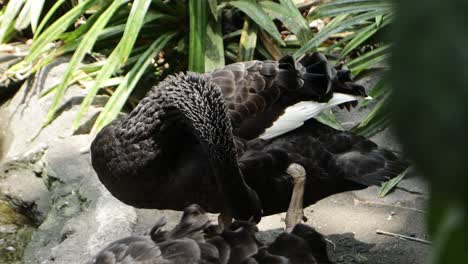 limpieza del cisne negro