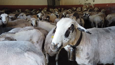 Close up shot of group of sheep shearing in the canaria island. Sheep prepare for shearing wool and slaughtering meat