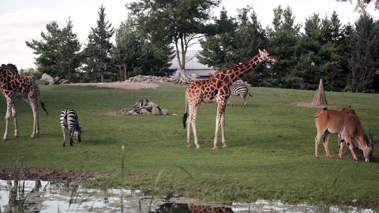 African Safari Animals Roam in Grassy Outdoor Zoo Enclosure | Premium ...