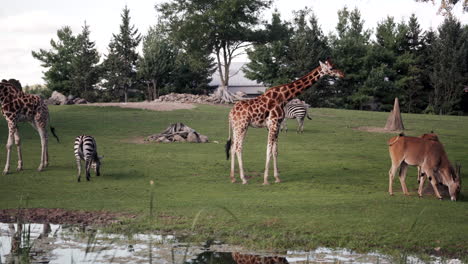 african safari animals roam in grassy outdoor zoo enclosure