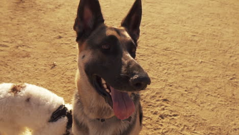 german shepherd dog with fluffy canine in slow motion