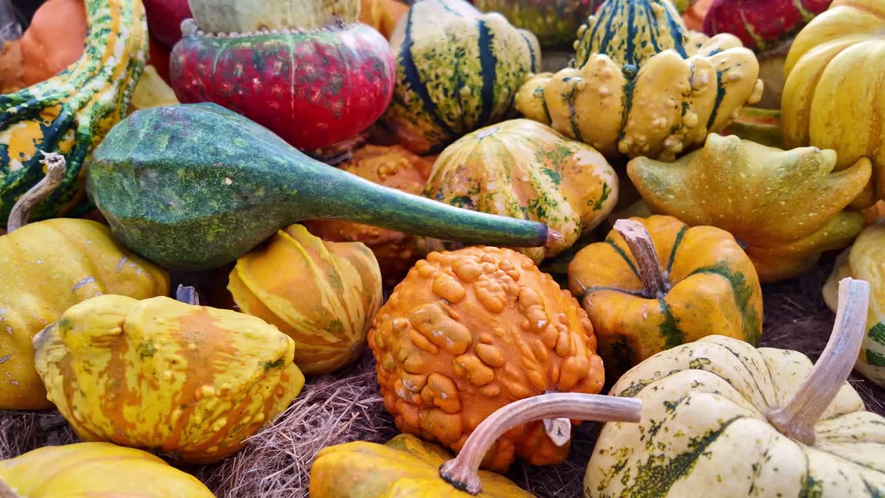 Slow backward close-up of decorative gourds in various colors and textures, showing their diverse shapes and organic details