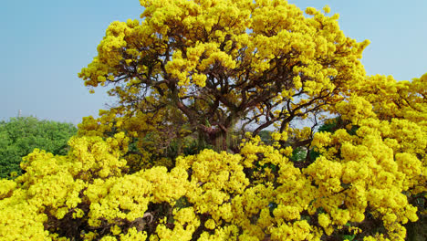 Círculos-Aéreos-Y-Volando-Hacia-Atrás-Desde-El-Magnífico-árbol-De-La-Trompeta-Dorada,-Brasil