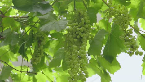 static shot of unripe green grapes on a vineyard