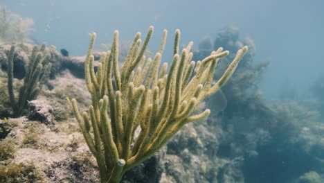 underwater plant swinging slowly with the current