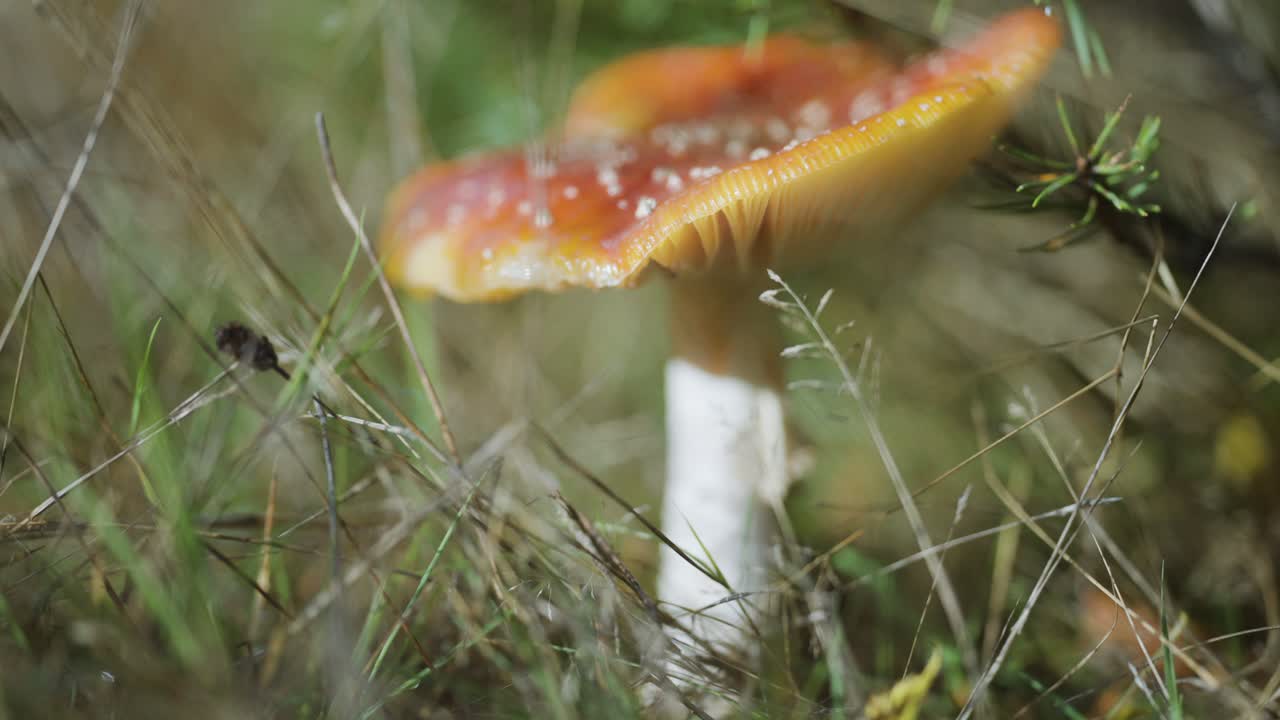 A close-up shot of the red-capped speckled mushroom on the forest floor