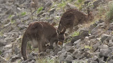 Grey-kangaroos-foraging-and-enjoying-the-warmer-weather