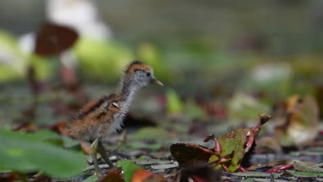 chicks of pheasant tailed jacana feeding on floating leaf of water lily