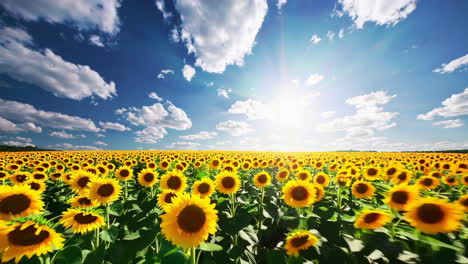 vast sunflower fields under a bright summer sky