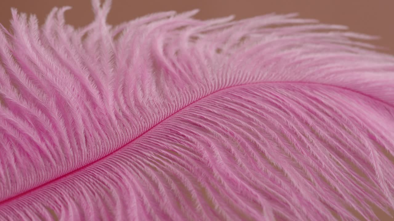 Close-up of a Pink Ostrich Feather