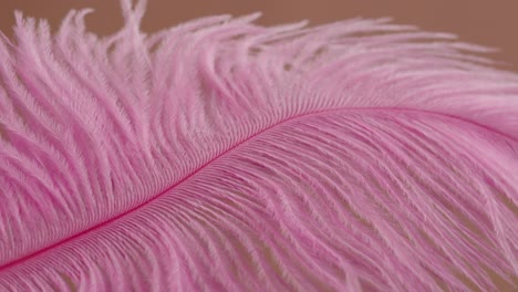 close-up of a pink ostrich feather