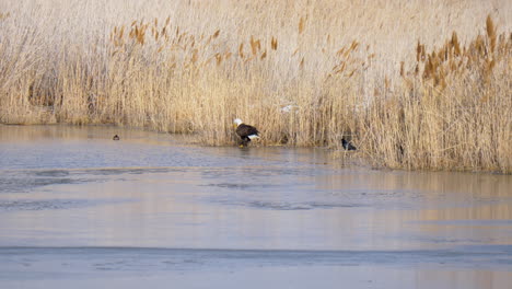 A-bald-eagle-eating-a-freshly-caught-fish-on-the-river-bank---static