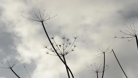 Verwüstete-Szene-Von-Winterunkräutern-Gegen-Bewölkten-Himmel