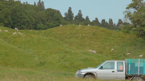 Beekeeper-driving-beehives-across-field-with-sheep-on-hill-in-background