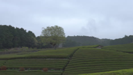 plantaciones de té de fondo en japón en un día nublado