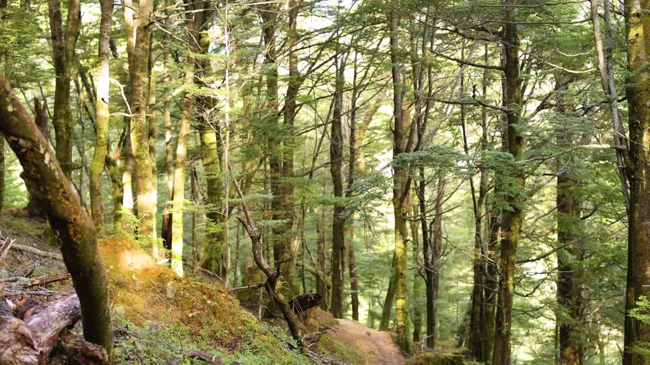 A tranquil forest trail in Queenstown, New Zealand, captured with soft, natural lighting and steady camera movement