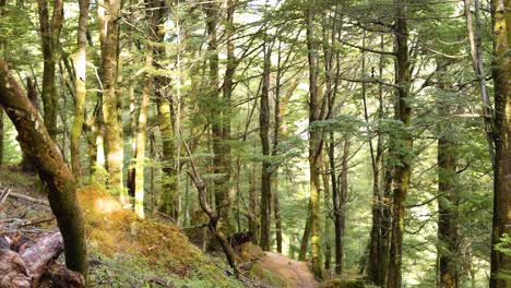 a tranquil forest trail in queenstown, new zealand, captured with soft, natural lighting and steady camera movement
