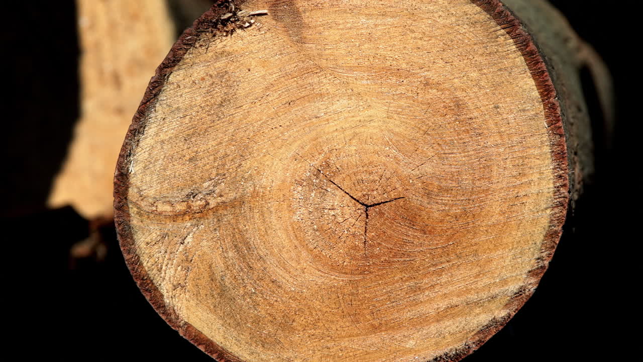 Cut tree section - falled forest 7