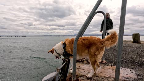 dog and owner by the sea in fife