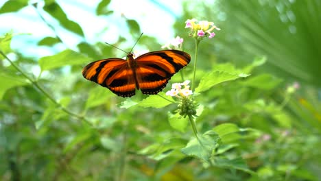 Mariposa-De-Color-Naranja-Y-Negro-Revoloteando-Sus-Alas-Sobre-Una-Flor