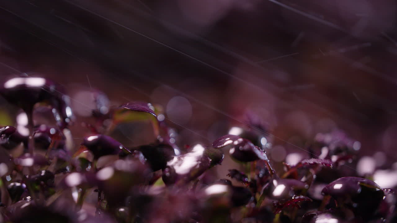 Close-up of purple microgreens in the rain