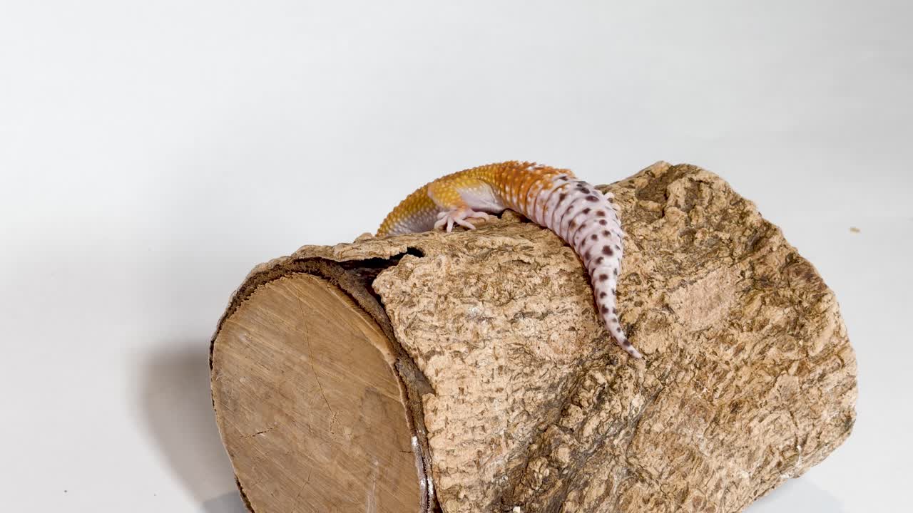 Leopard gecko slowly crawls across textured log in bright studio lighting, static camera angle
