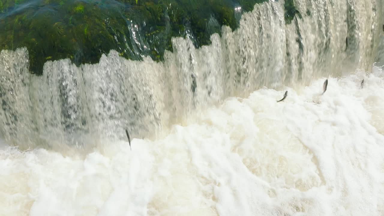 Aerial establishing view of Vimba fish , Kuldiga, sunny spring day, medium closeup slow motion drone shot