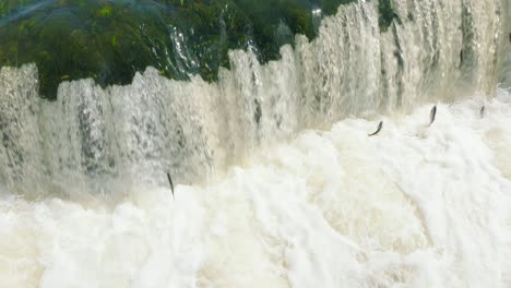 Vista-Aérea-De-Establecimiento-De-Peces-Vimba,-Kuldiga,-Día-Soleado-De-Primavera,-Disparo-De-Drones-En-Cámara-Lenta-De-Primer-Plano-Medio