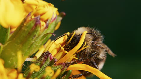 bumblebee feeding on a flower and pollinating, macro close-up