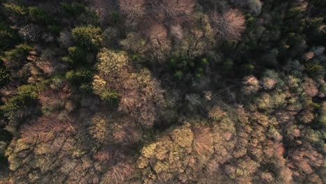 elevándose sobre el bosque