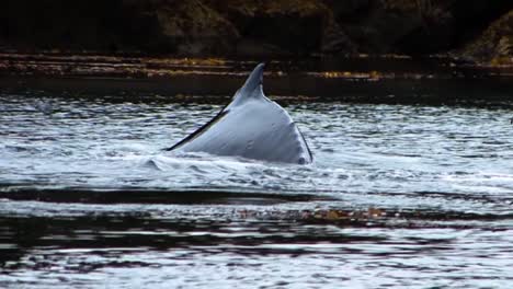 cierre extremo de la cola, de una ballena jorobada, mientras se sumerge profundamente muy cerca de la escarpada orilla de una pequeña isla rocosa en alaska en un día lluvioso