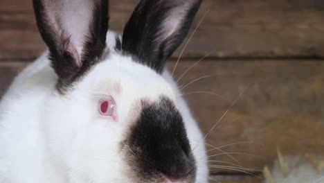 close-up of a white and black rabbit with red eyes