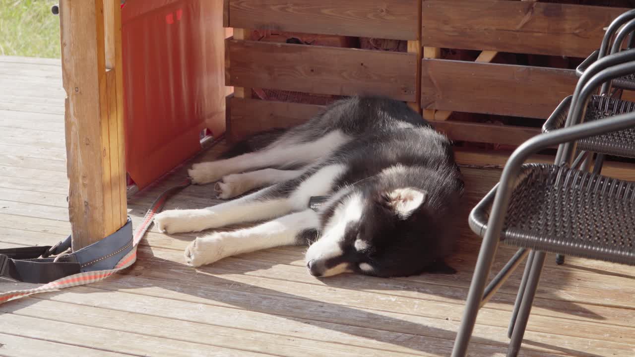 malamute de alaska durmiendo en el suelo de madera de la cabaña en un día soleado