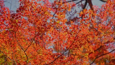 4k 赤い秋の色 日本 モミジ 120fps 速度を20%に減速しました