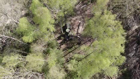 forest harvester cutting down a forest for logging industry