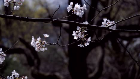 2018 cherry blossoms at peak bloom.