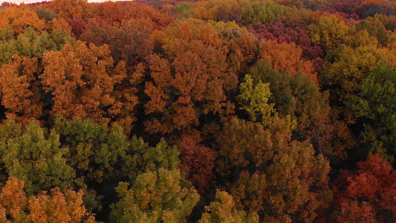 vuelo derecho de drone bajo sobre árboles de otoño illinois 4k