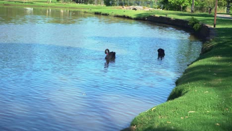 static shot of black swan diving down to look for food on a lake during a sunny day with green tropical surroundings